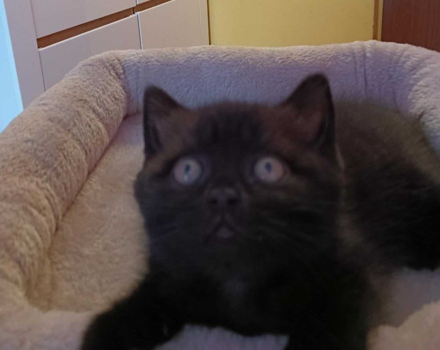 Koty kociaki kocięta Brytyjskie krótkowłose