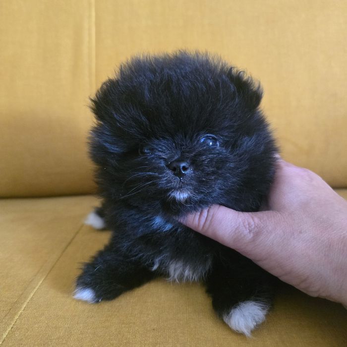 Szpic miniaturowy pomeranian suczka 2 już do odbioru