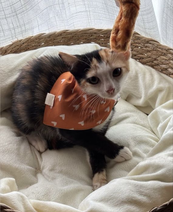 Gatinha 2 meses para adoção responsável