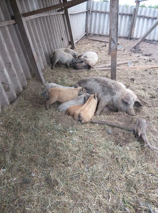 Поросята,свині мангалиця чистопородна.