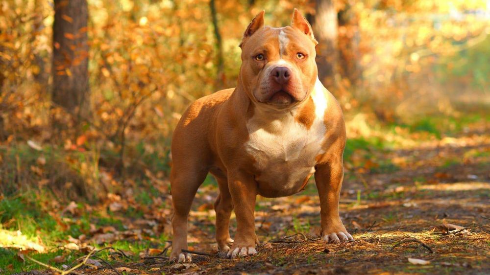 Oddam za darmo American Bully Suczka-ABKC