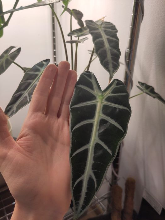 Alokazje (Alocasia) bambino arrow