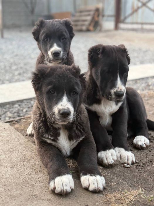 Продажа щенков «Алабай КСУ»