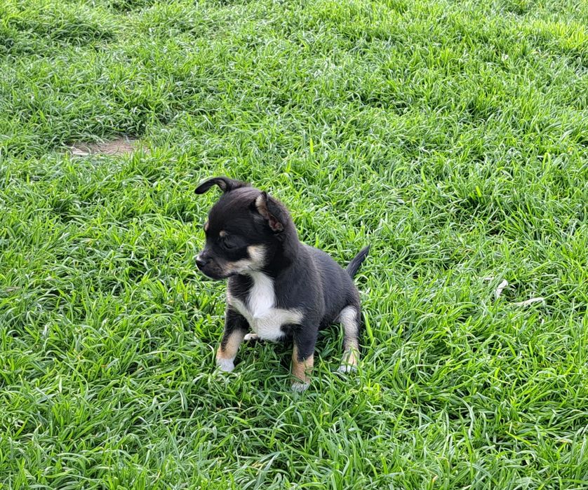 Chihuahua   suczka