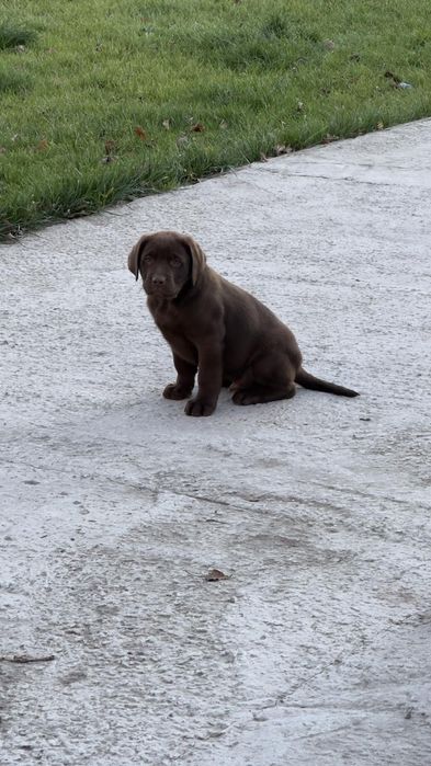 Продам собаку,породистий лабрадор 10.000 грн