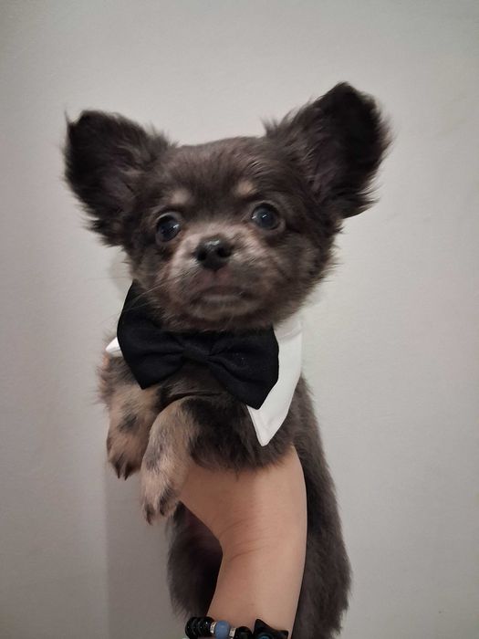 Chichuahua długowłosy piesek NIEBIESKI-hod.od INŻ.ZOOTECH/odbiór JUŻŻ