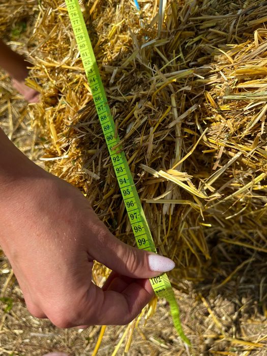 Ячна солома 2025 року