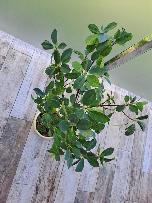 Kwiat Ficus microcarpa Moclame