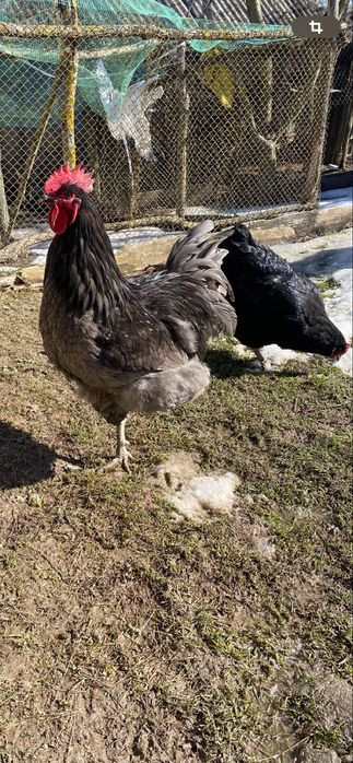 Джерсійський гігант ія