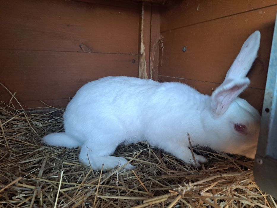 Króliki samce i samice Termondzkie młode