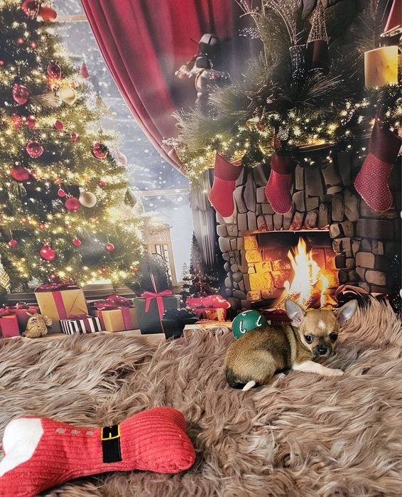 Chihuahua tricolor piesek xs