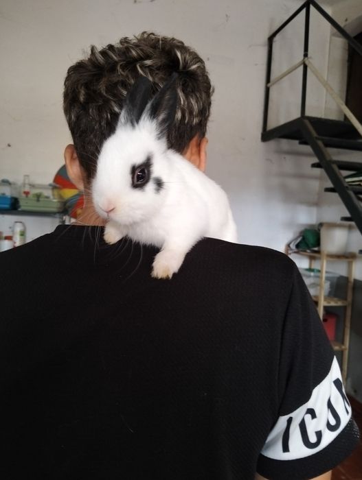 Coelhos anões Murtosa