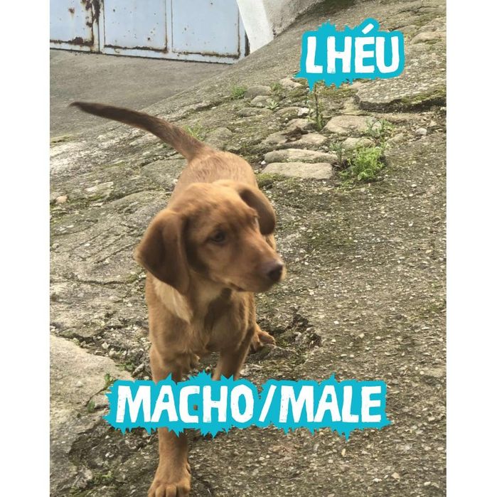 Bebes de 3 mesinhos e mama para adopção