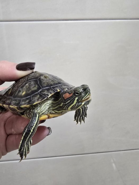 Червоновухі чепепахи