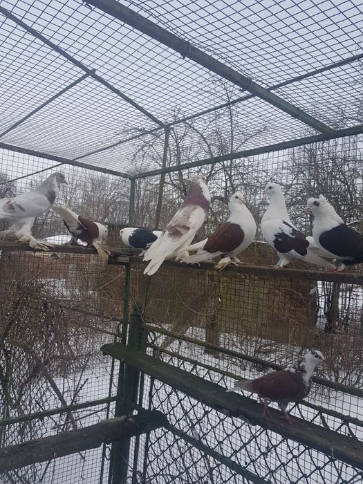 Птиця різна і клітки.