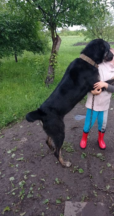 Терміново шукають родину