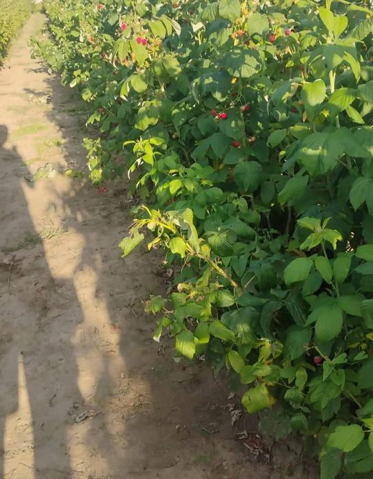 Sadzonki malin jesiennych