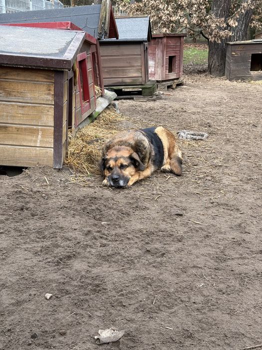 Biedny stary pies z chorymi łapami pilnie szuka domu