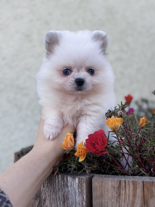 лялькова дівчинка тип ведмедика