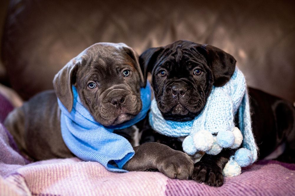 Цуценята Кане Корсо