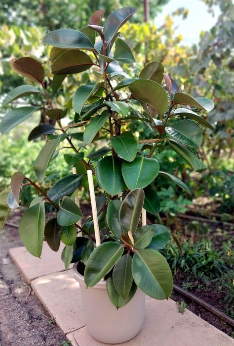 Фікус Робуста (Ficus elastica 'Robusta')