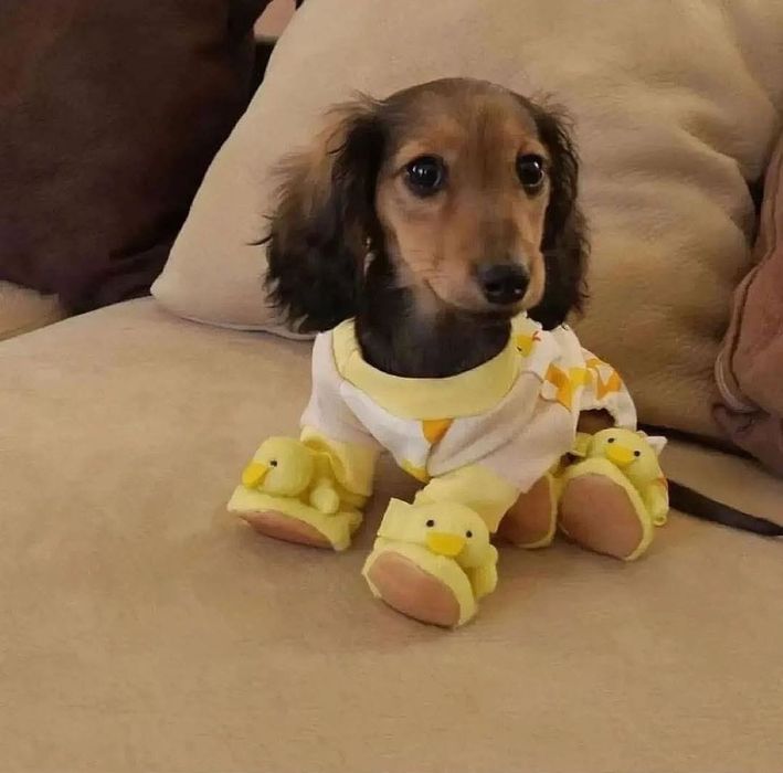 Продам цуценя такси