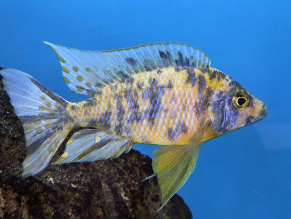 Pyszczaki Aulonocara marmelade ob