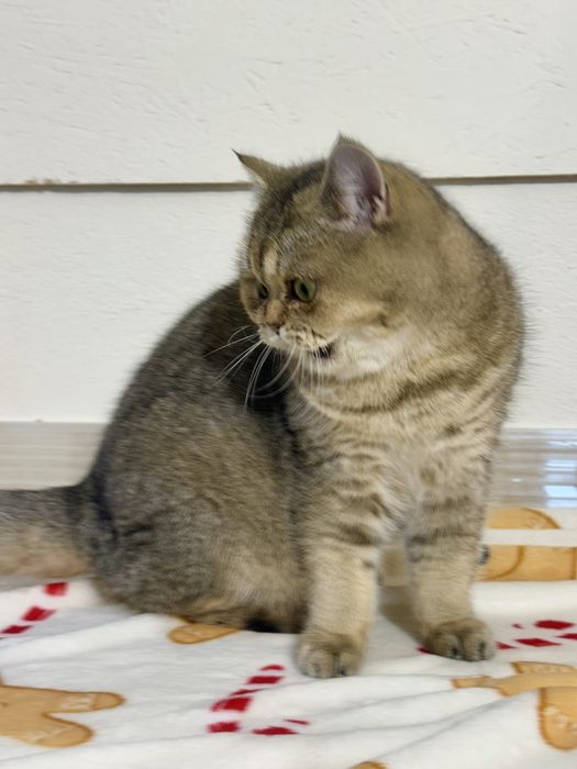 Kotka brytyjska  z legalnej hodowli