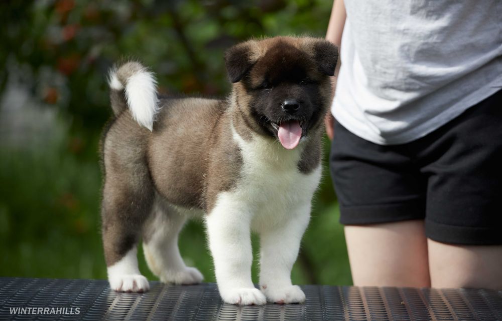 Найкращі цуценята Американської Акіти