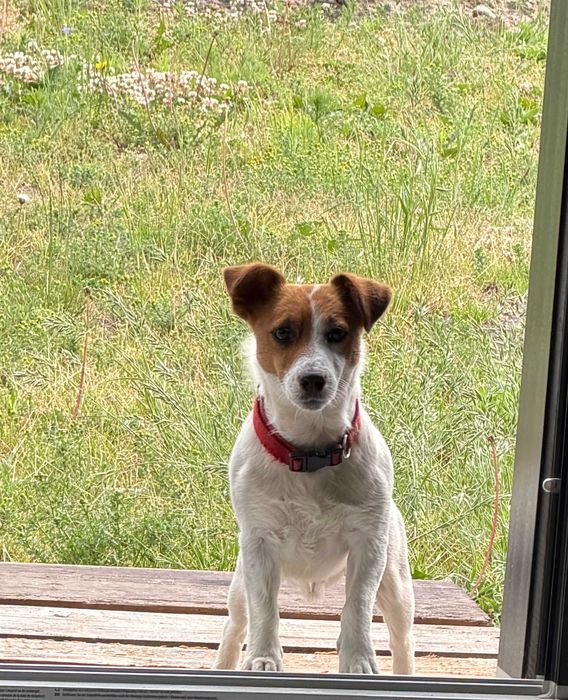 Jack Russell Terrier SUCZKA od # SMARTIE * JACKS # Rodzice FCI/ZKwP