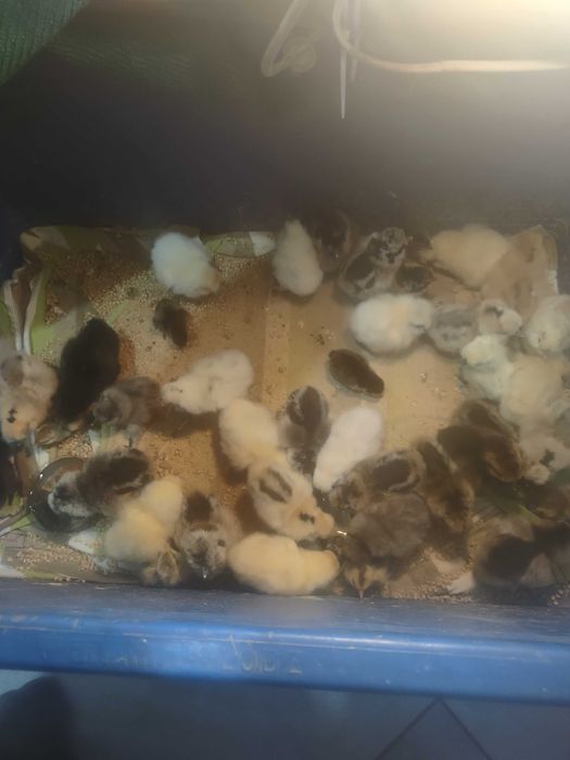 Jajka lęgowe siłka USA jedwabiste lub satyna