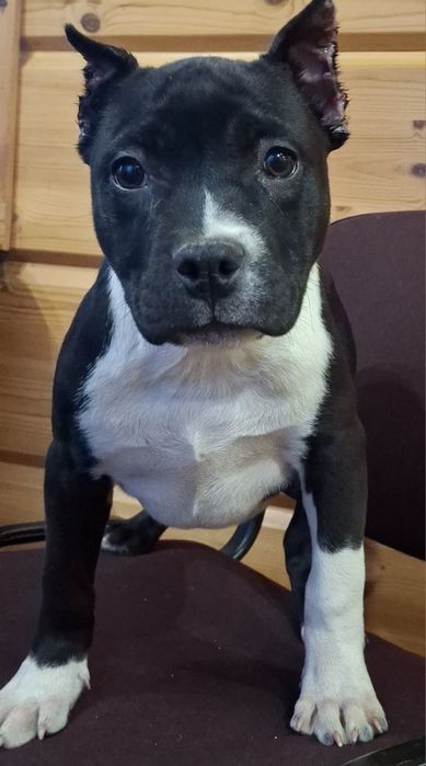 Американский стаф терьер