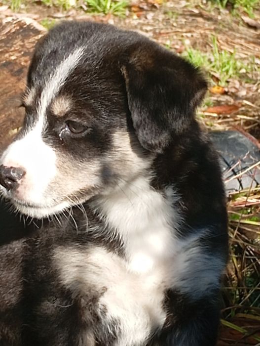 Cria de husky não puro para doar.