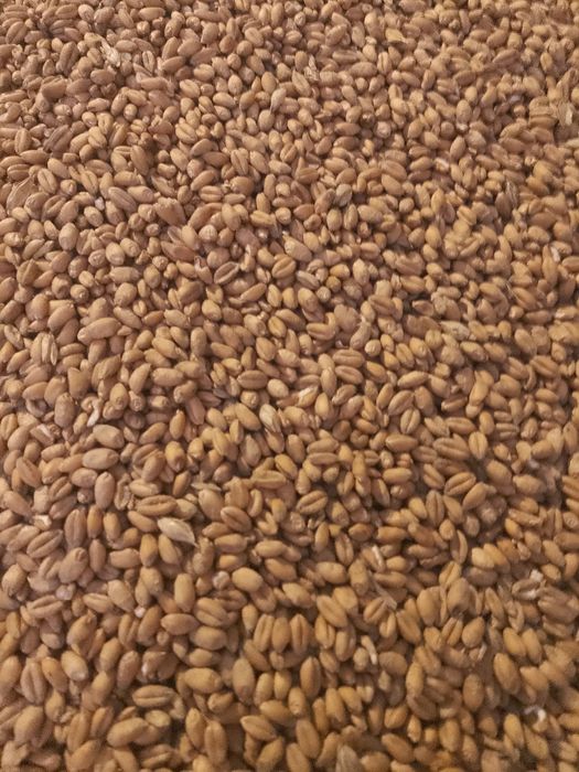 Pszenżyto tadeus / Pszenica euforia z tegorocznych zbiorów