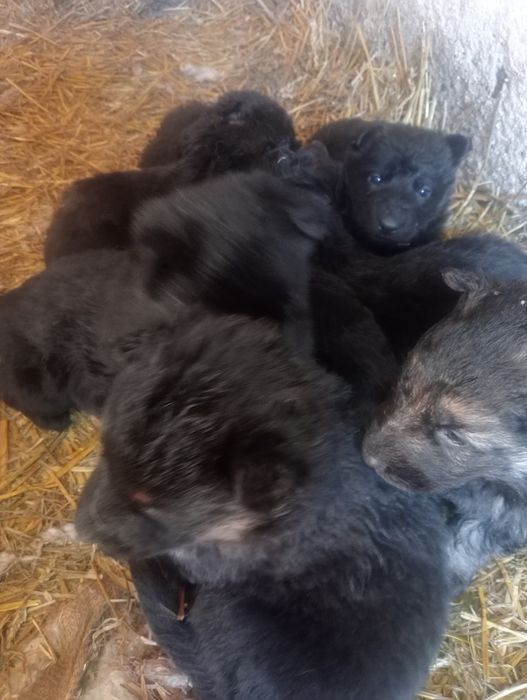 Продам щенков немецкой овчарки