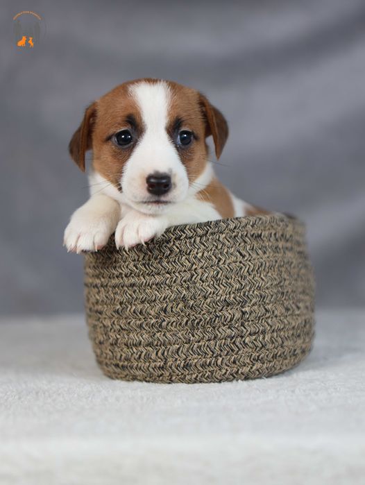 Jack Russell Terrier ZKwP FCI  w. krótki