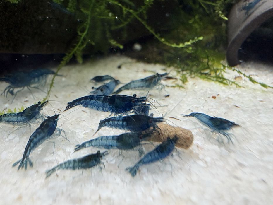 Krewetki Blue  Velvet