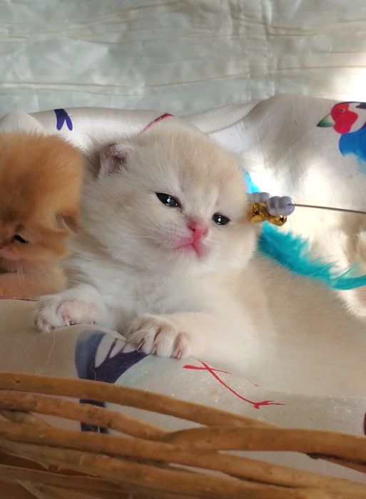 Ручные детки, ласковые котята золотая шиншилла