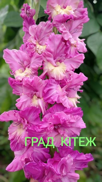 Продам цибулини гладіолусів