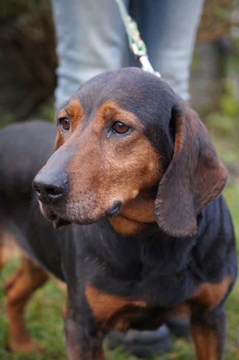Łagodna, cudowna suczka mix gończy czeka na dom