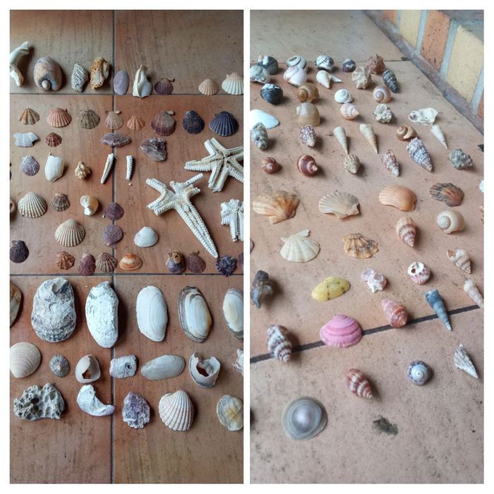 Conchas e búzios variados