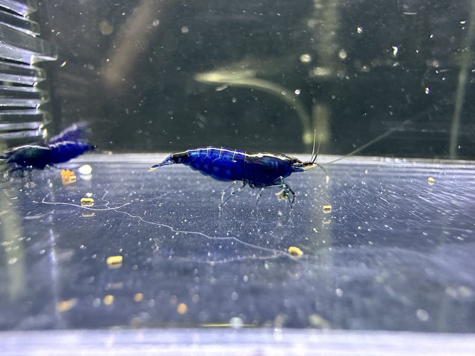7 samic i 1 samiec granatowe neocaridina