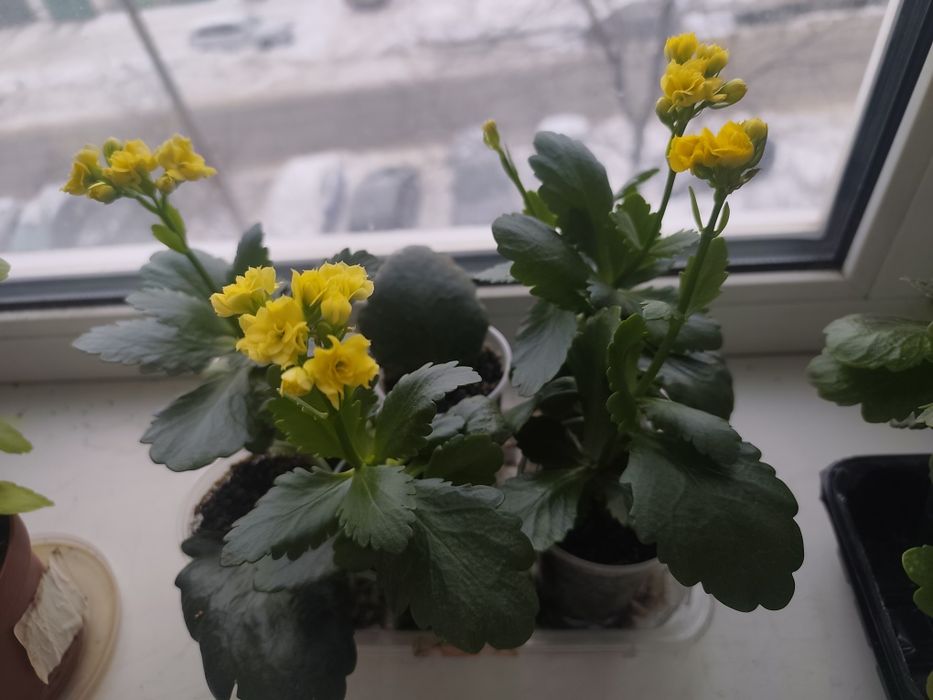 Каланхое кімнатний жовтий молоді рослини