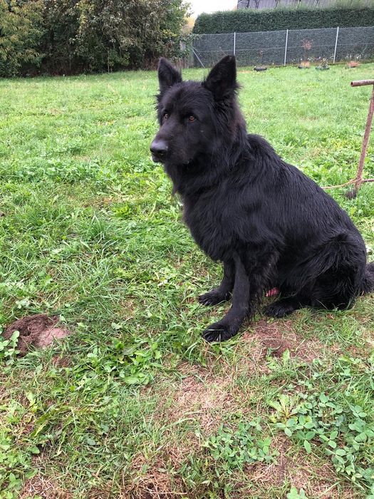 Owczarek staroniemiecki długowłosy czarny