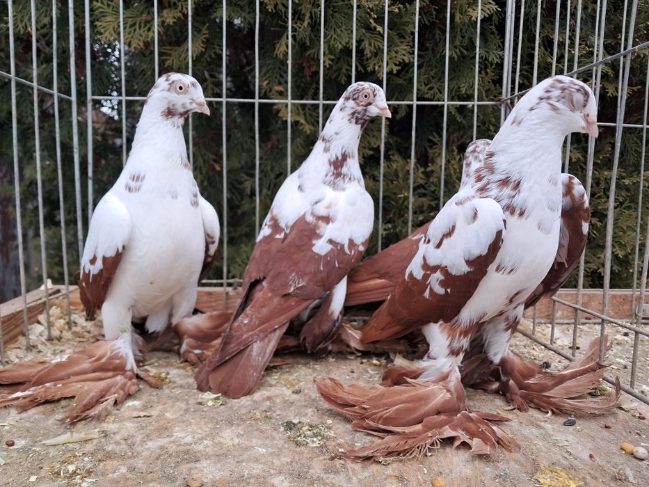 Widyny czerwone  samce I samice