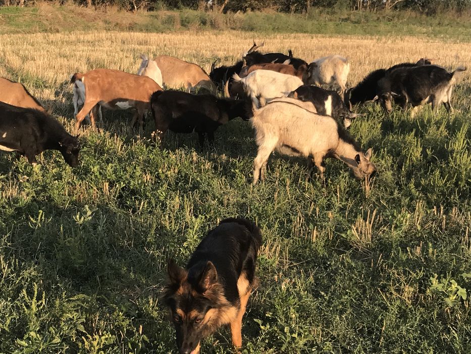 Продам козликов