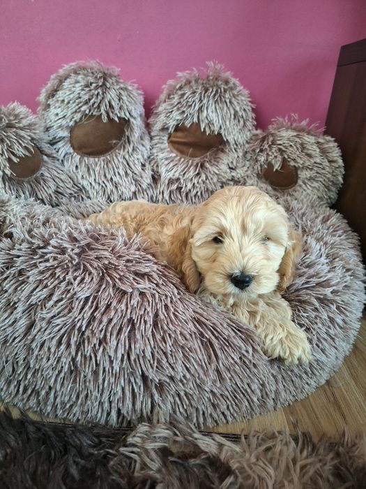 Szczeniak cockapoo
