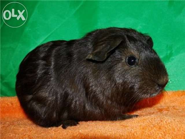 Морские свинки гладкошорстные