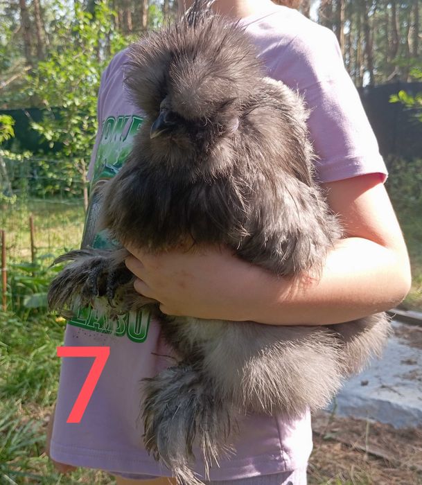 Silka-kogutki młode 18tyg.