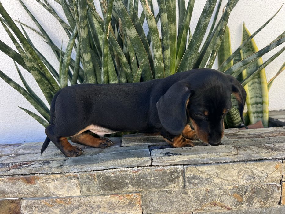 Teckel kaninchen
